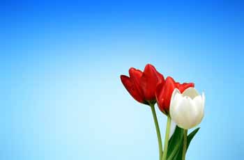 卡密代理内部的cc网页端