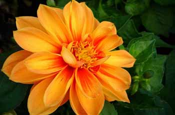 卡密批发市场的cc网页端