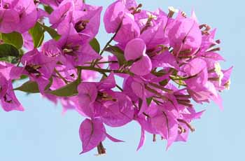 在线DDOS攻击平台